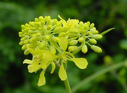Brassica nigra - Schwarzer Senf - black mustard
