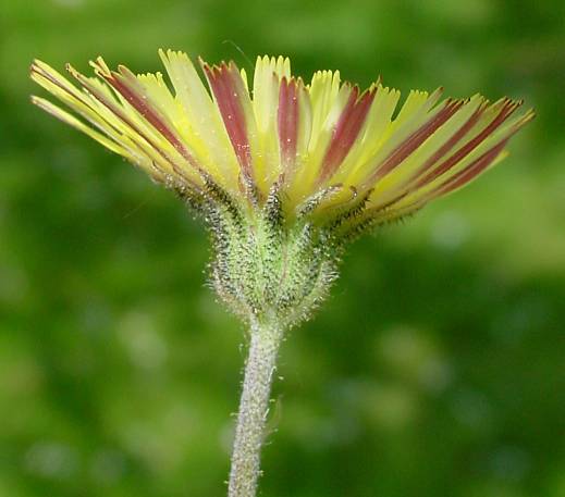 Hieracium pilosella - Kleines Habichtskraut - mouseear hawkweed