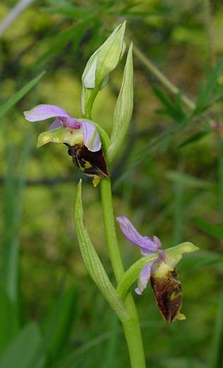 Ophrys holoserica - Hummel-Ragwurz - late spider orchid