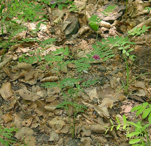 Lathyrus niger - Schwarzwerdende Platterbse - black pea