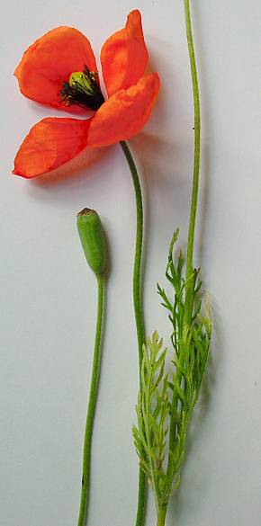 Papaver dubium - Saat-Mohn - long-headed poppy
