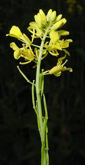 Brassica nigra - Schwarzer Senf - black mustard