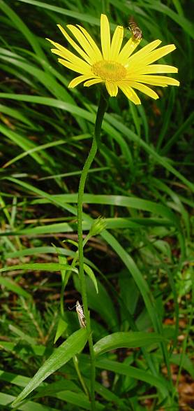 Buphthalmum salicifolium - Weidenblättriges Ochsenauge - willow-leaved ox-ey