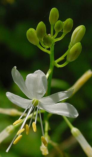 Anthericum ramosum - stige Graslilie - branched St. Bernard's lily