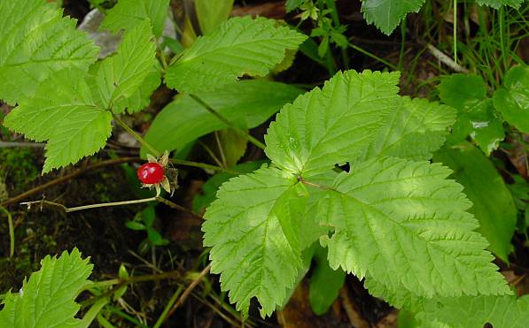 Rubus saxatilis ? - Steinbeere - stone bramble