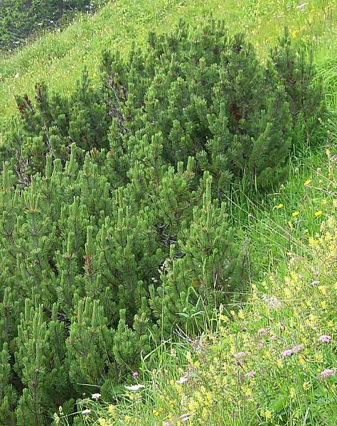 Pinus mugo - Krummholz-Kiefer - mugo pine