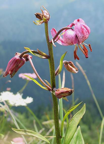 Lilium martagon - Trkenbund-Lilie - turk's cap lily