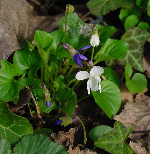 Viola odorata - Wohlriechendes Veilchen - sweet violet