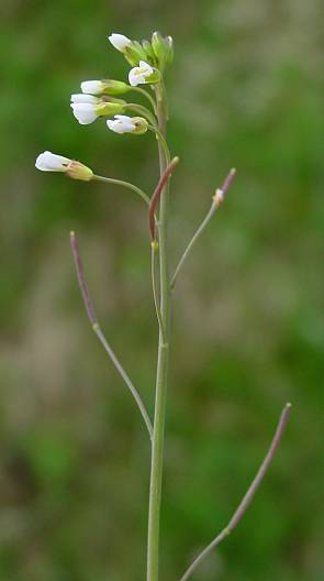 Arabidopsis thaliana - Acker-Schmalwand - mouseear cress