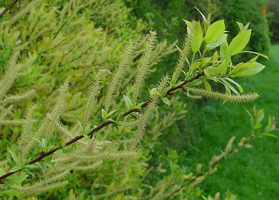 Salix triandra - Mandel-Weide - almond willow
