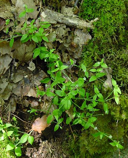 Moehringia trinervia - Dreinervige Nabelmiere - three-nerved sandwort