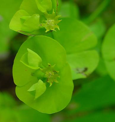 Euphorbia amygdaloides - Mandelblttrige Wolfsmilch - wood spurge