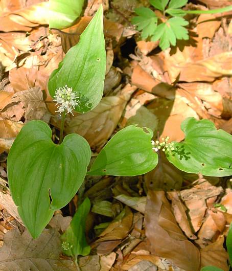 Maianthemum bifolium - Zweiblttrige Schattenblume - false lily of the vally