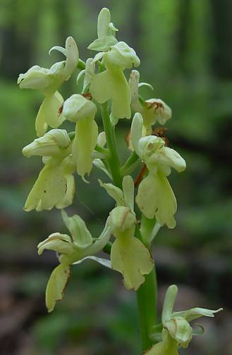 Orchis pallens - Blasses Knabenkraut - pale-flowered orchid