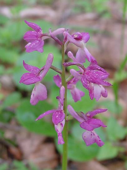 Orchis mascula - Mnnliches Knabenkraut - early purple orchid