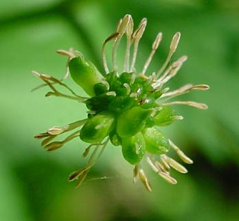 Ranunculus aconitifolius - Eisenhutblttriger Hahnenfu - aconite buttercup