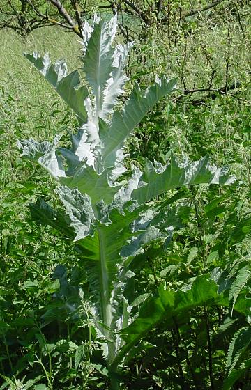 Onopordum acanthium - Gemeine Eselsdistel - Scots cottonthistle