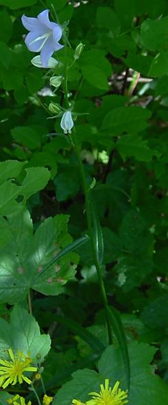Campanula persicifolia - Pfirsichblttrige Glockenblume - peachleaf bellflower