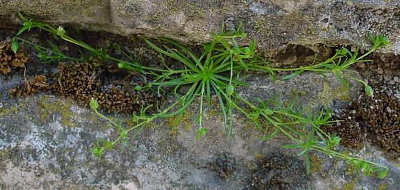 Sagina procumbens - Niederliegendes Mastkraut - birdeye pearlwort