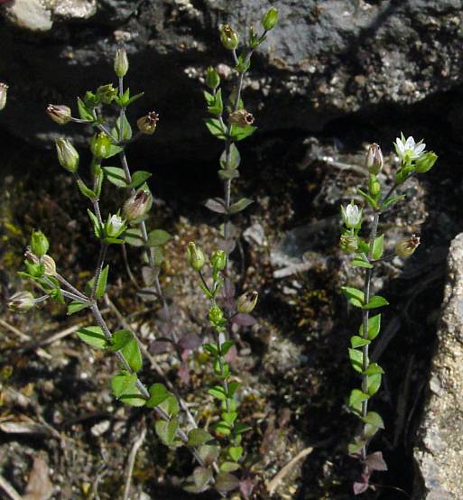 Arenaria serpyllifolia - Quendel-Sandkraut - thymeleaf sandwort