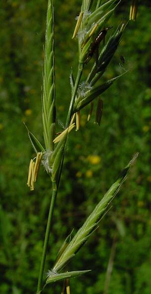 Brachypodium pinnatum - Gewhnliche Fieder-Zwenke - heath false brome