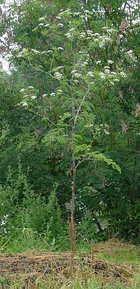 Chaerophyllum bulbosum - Rben-Klberkropf - turnip-rooted chervil