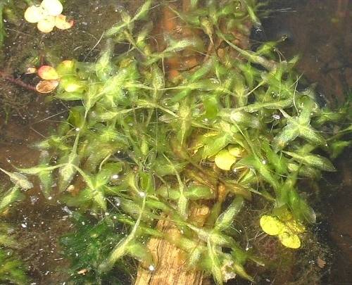 Lemna trisulca - Dreifurchige Wasserlinse - star duckweed