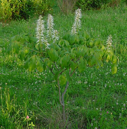 Aesculus parviflora - Zier-Rosskastanie - chestnut
