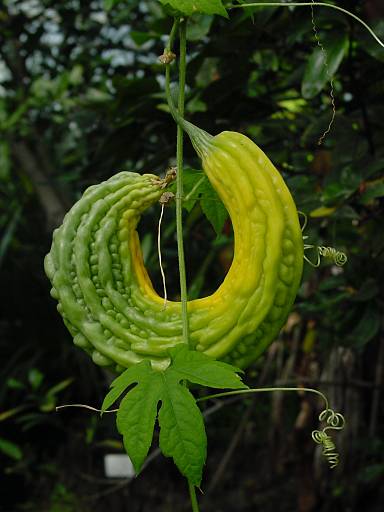 Momordica charantia - Balsambirne - balsam pear