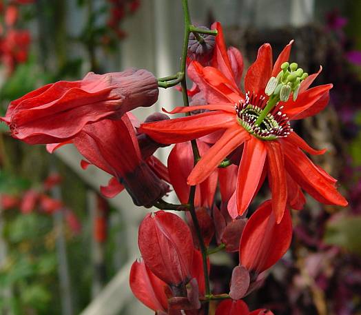 Passiflora racemosa - Rote Trauben-Passionsblume - passionflower