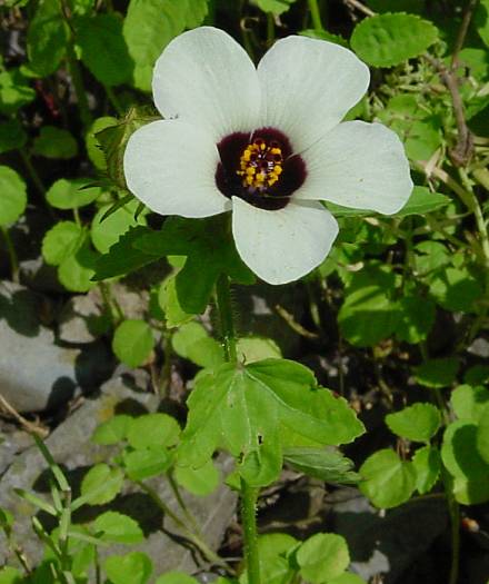 Hibiscus trionum - Stundenblume - flower of an hour