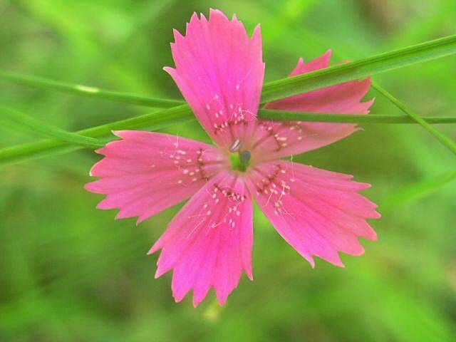 Dianthus deltoides - Heide-Nelke - maiden pink