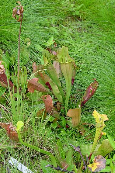 Sarracenia purpurea - Braunrote Schlauchpflanze - purple pitcherplant
