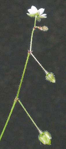 Spergula arvensis - Acker-Spark - corn spurry