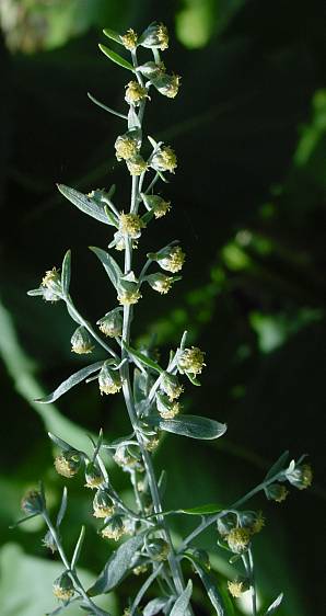 Artemisia absinthium - Wermut - absinthium