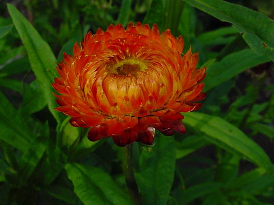 Helichrysum bracteatum - Strohblume - strawflower