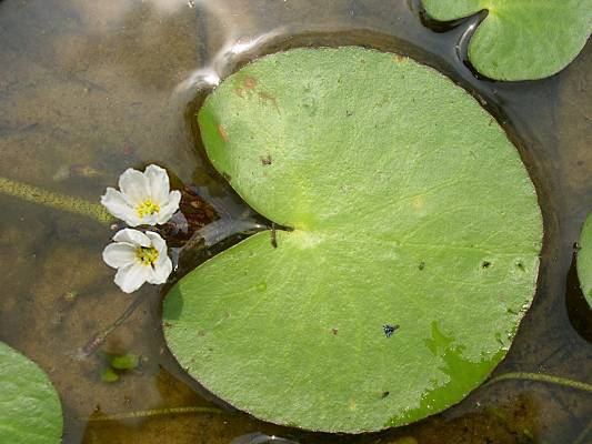 Nymphoides cordata - ? - floating heart