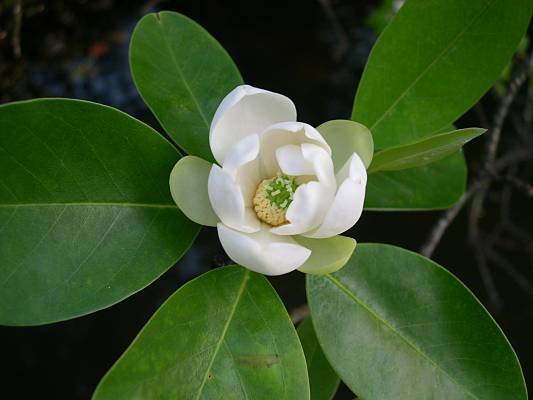 Magnolia virginiana - Sumpf-Magnolie - sweetbay