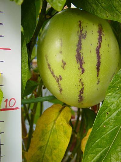 Solanum muricatum - Melonenbirne - 