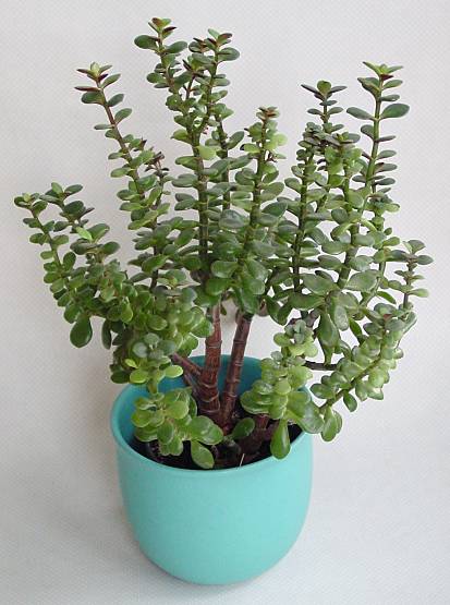 Crassula ovata - Geldbaum - jade plant