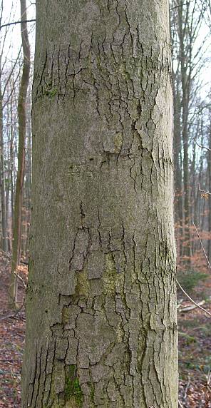 Acer pseudoplatanus - Berg-Ahorn - sycamore maple