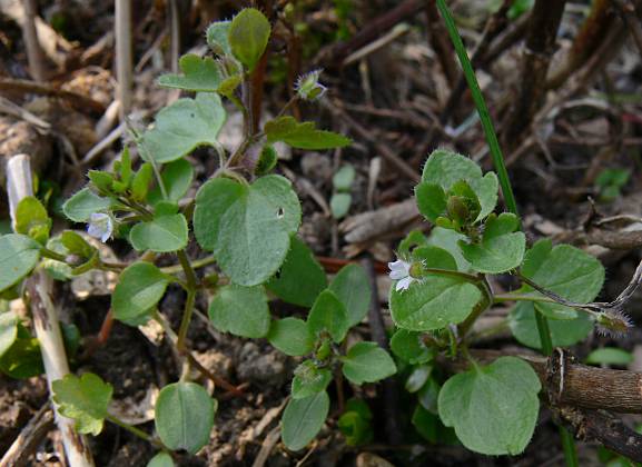 Veronica hederifolia - Efeublttriger Ehrenpreis - ivy-leaf speedwell