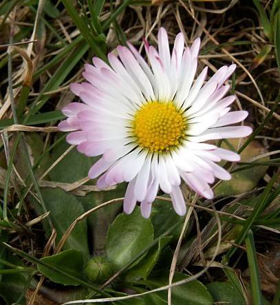 Bellis perennis - Gänseblümchen - lawn daisy