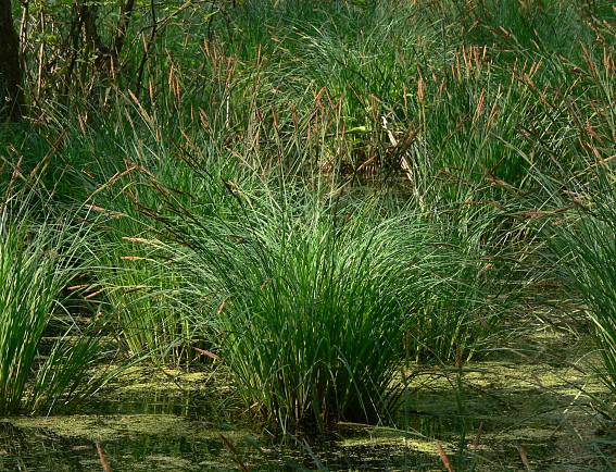 Carex elata - Steife Segge - tufted sedge