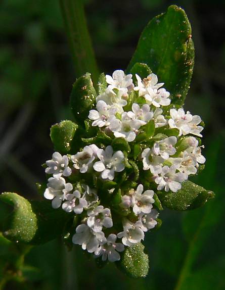 Valerianella locusta - Gewhnlicher Feldsalat - cornsalad