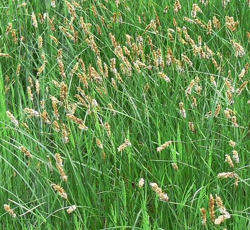 Carex disticha - Zweizeilige Segge - brown sedge