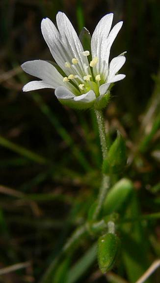 Cerastium holosteoides - Gemeines Hornkraut - common mouse-ear chickweed