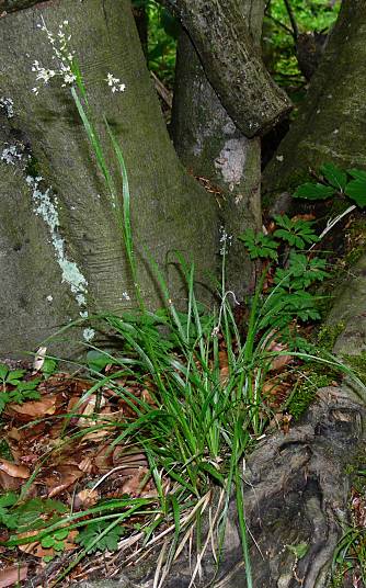 Luzula luzuloides - Weiliche Hainsimse - oakforest woodrush