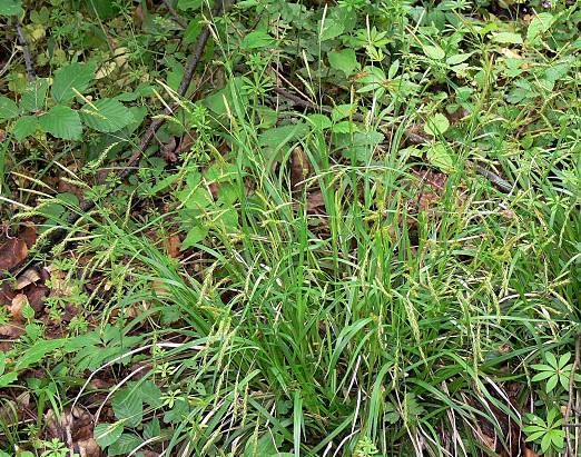 Carex sylvatica - Wald-Segge - European woodland sedge
