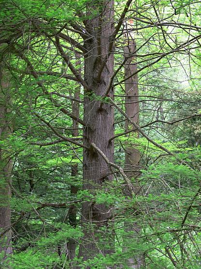 Taxodium distichum - Sumpfzypresse - bald cypress